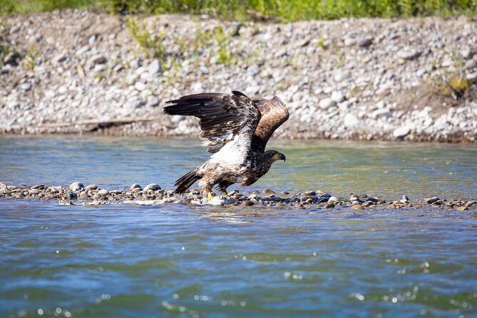 Scenic Wildlife Float in Jackson Hole - Expert Guided River Tour