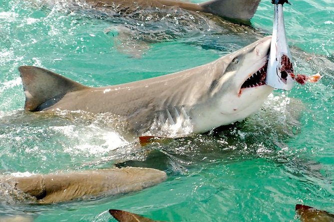 Shark and Wildlife Viewing Adventure in Key West - Logistics and Operations