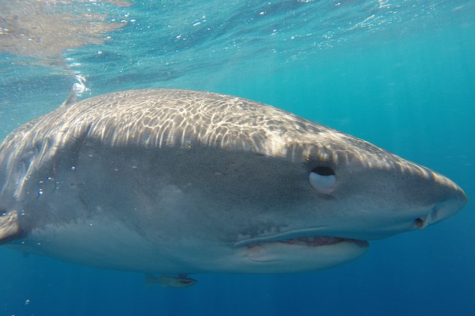 Shark Cage Diving In Oahu - Tour Details