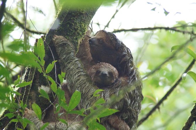 Sloths Observation and Coffee, Chocolate, Sugarcane Experience - Additional Information