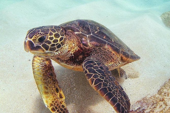 Small Group Grand Circle Island Tour Includes FREE Snorkeling With the Turtles - Inclusions and Experiences