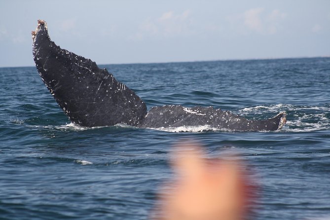 Small-Group Half-Day Whale-Watching Tour in Puerto Vallarta - Logistics and Policies