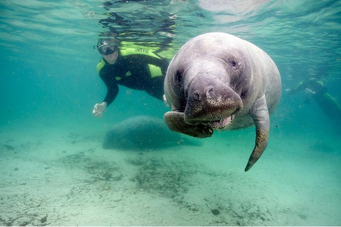 Small Group Manatee Tour With In-Water Divemaster/Photographer - Inclusions and Services