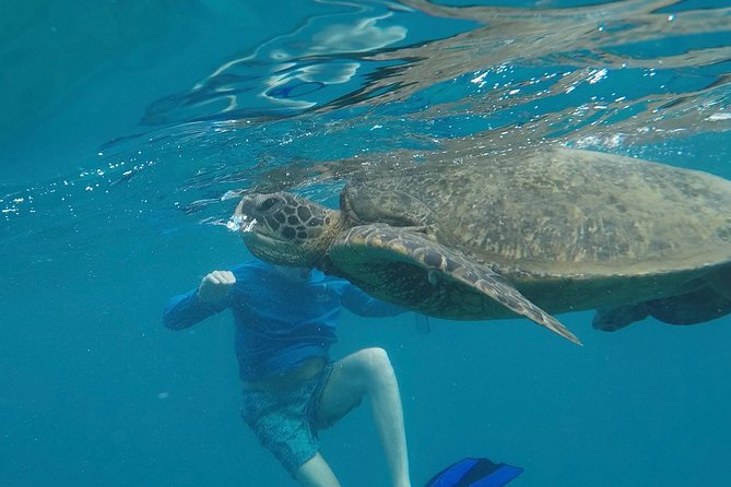Snorkel & Swim With Turtles! Minutes From Waikiki - Logistics and Accessibility