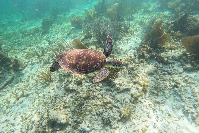 Snorkeling Guided Activity in Puerto Morelos Mexico - Operational Information