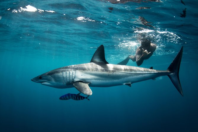 Snorkeling or Swimming With Sharks in Cabo San Lucas - Booking and Cancellation Policies