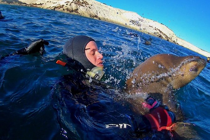 Snorkeling With Sea Lions by Madryn Buceo - Snorkeling Cove Experience