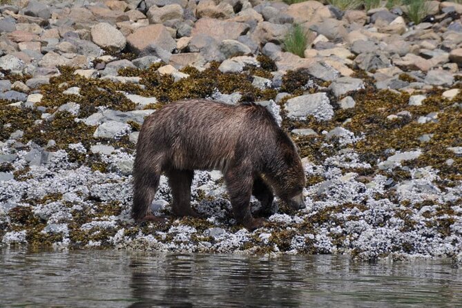 Spring Bear and Waterfall Tour - What to Bring