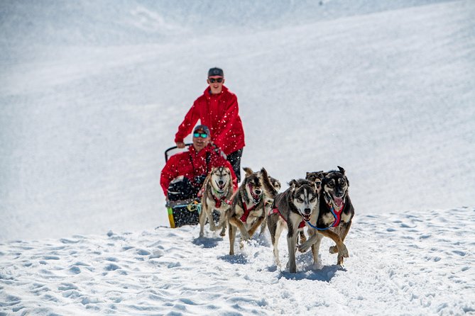 Summer Glacier Dogsledding Tour From Girdwood - Inclusions