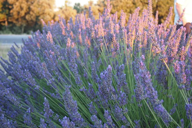 Sunset Lavender Tour From Aix-En-Provence - Picture-Perfect Stops