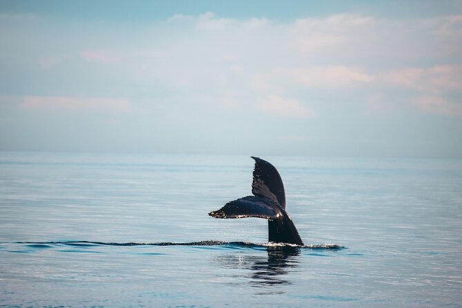 Sunset Whale Watching Adventure From Vancouver - Onboard Experience and Amenities