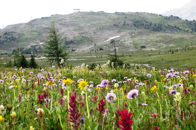 Sunshine Meadows Vistas - Guided Hike (Easy) - Accessibility and Health Requirements