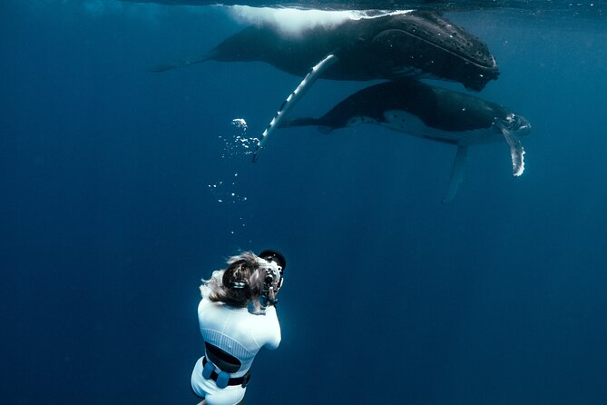 Swim With Humpback Whales - Booking Information