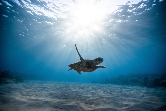 Turtle Snorkeling Adventure in Waikiki (Boat Tour) - Additional Information