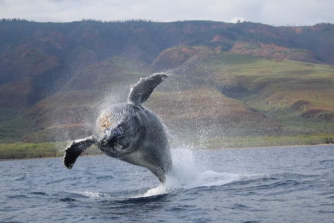 Ultimate 2 Hour Exclusive VIP Whale Watch Tour - Marine Naturalist Talks