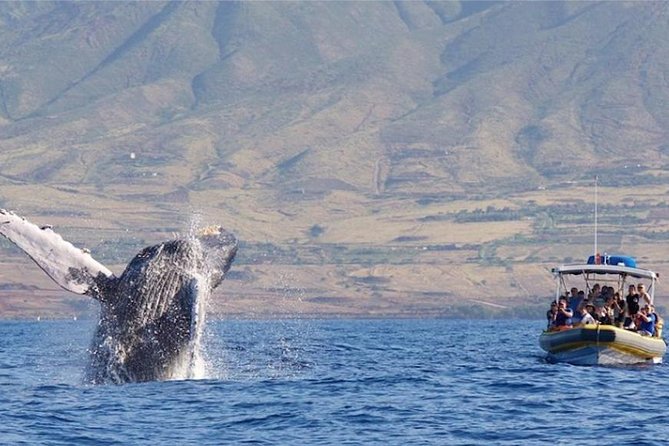 Ultimate 2 Hour Small Group Whale Watch Tour - Booking and Logistics