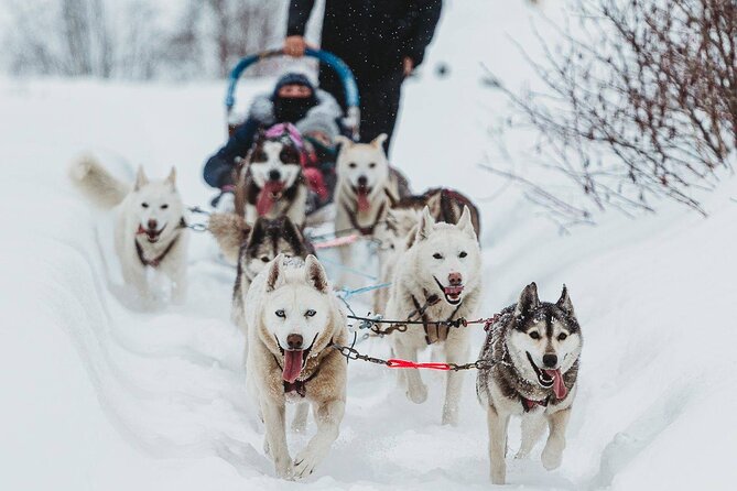 Ultimate Dog Sledding Tour - Day Trip From Ottawa & Gatineau - What to Expect