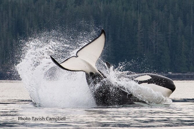 Vancouver Island Whales, Wildlife and Culture - Inclusions and Logistics