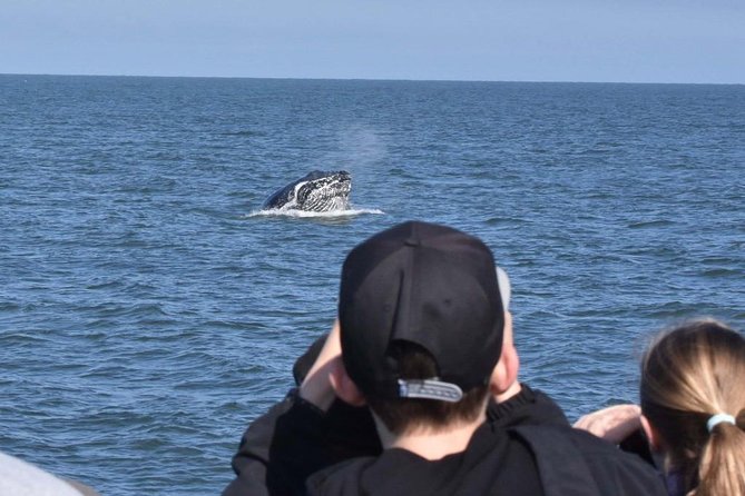 Vancouver Whale Watching Safari - Tour Experience