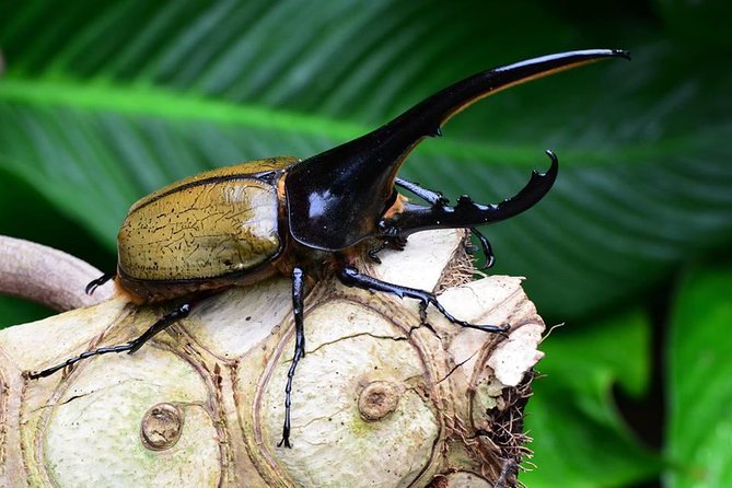 Victoria Butterfly Gardens Ticket - Traveler Experience