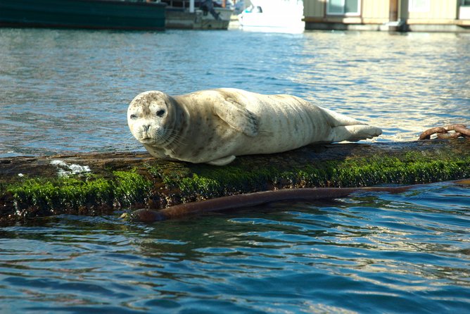 Victoria Harbour Kayak Tour - Participant Requirements