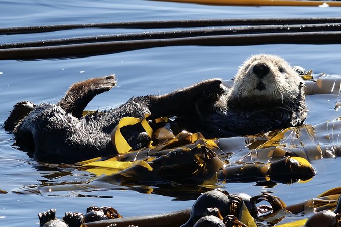 Victoria Whale Watching Tour by Zodiac - Pricing and Booking Details