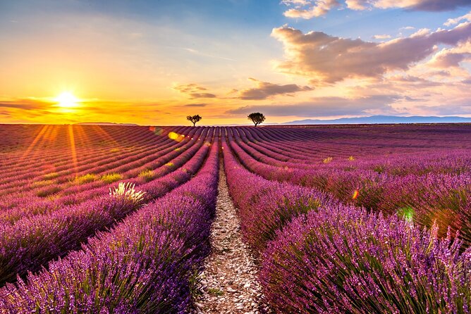 Visit the Lavender Fields, the Gorges Du Verdon and Moustiers. - Customer Support Information