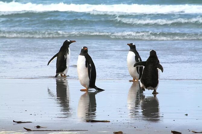 Volunteer Point in Falkland Islands - Reviews