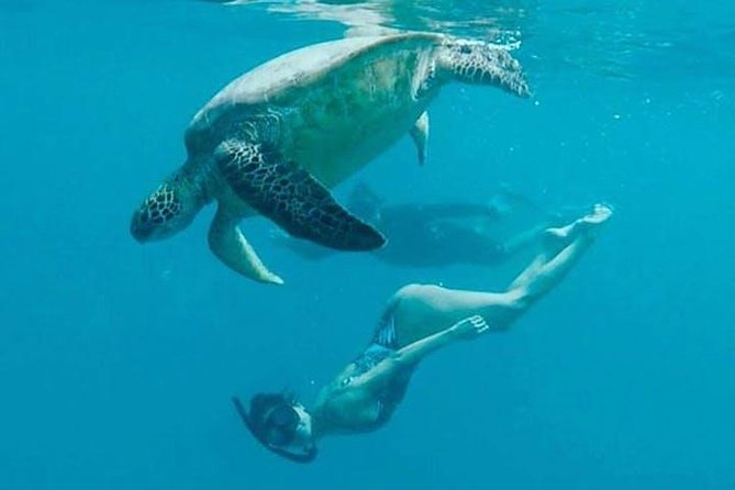 Waikiki Turtle Snorkel Adventure With Manakai Catamaran - Cancellation Policy Guidelines