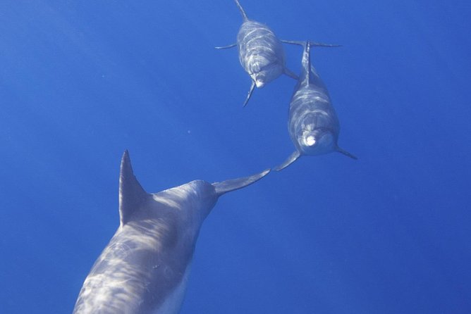 West Oahu Hawaiian Green Sea Turtle, Dolphin Snorkel Sail W Lunch - Pickup and Departure Information