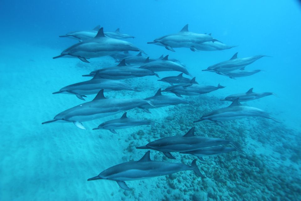 West O'ahu: Swim With Dolphins Catamaran Cruise - Experience Highlights