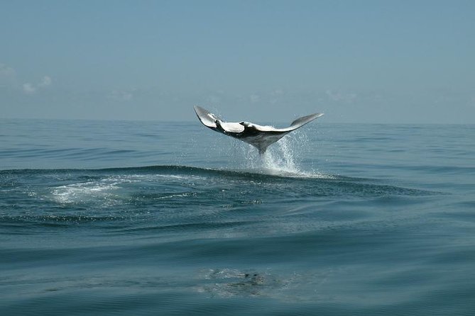 Whale Shark and Snorkeling Adventure From Isla Holbox - Tour Itinerary