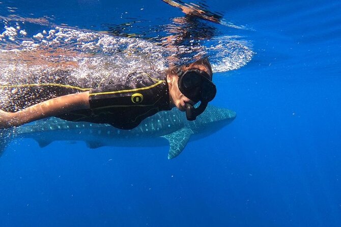 Whale Shark Encounter Full-Day All Inclusive Tour From Riviera Maya - Inclusions and Swim Experience Details