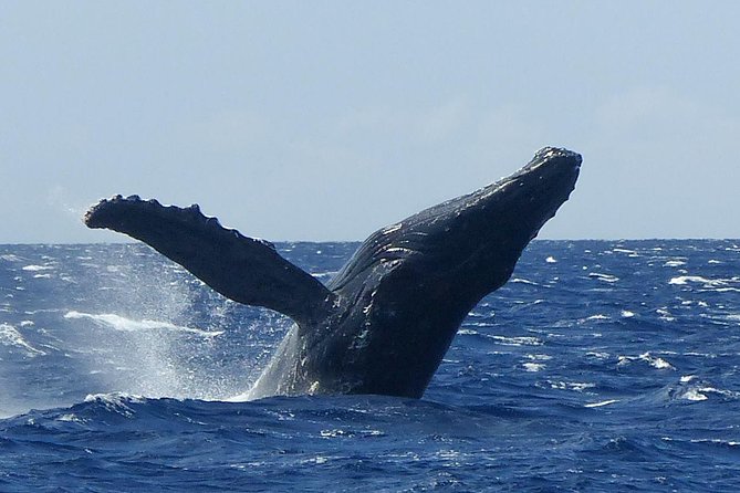 Whale Watching From Maalaea Harbor - Cancellation Policy Details
