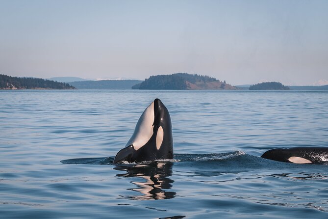 Whale Watching Nanaimo Open Boat Tour - Guaranteed Whale Sightings