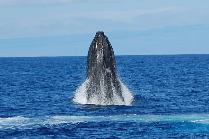 Whale Watching On The Big Island - Exciting Catamaran Tours Available