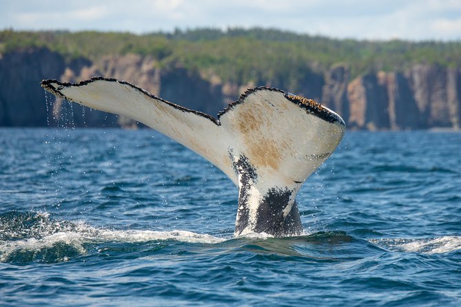 Whale Watching Tour by Zodiac and Tow N Go Kayak With 2-Nights Accomm. Package - Accommodation Details