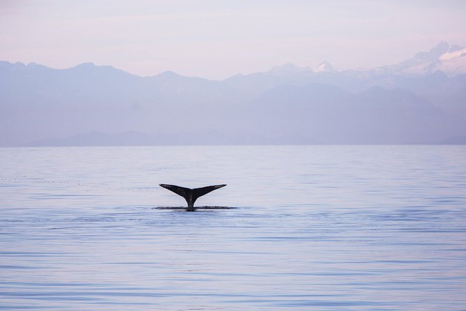 Whale-Watching Tour From Vancouver - Customer Reviews and Experiences