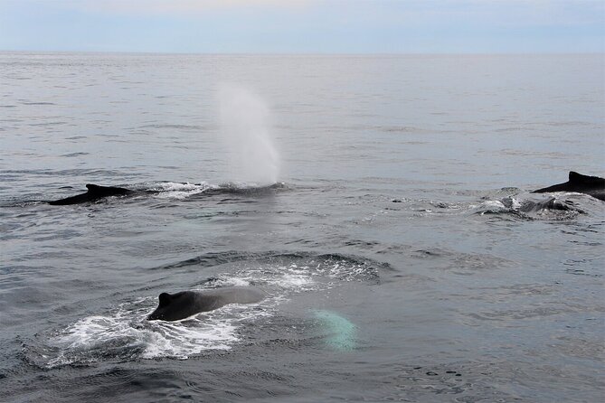 Whale Watching Tour in Gloucester - On-board Services