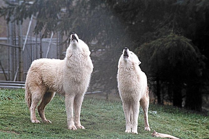 White Wolf Sanctuary Tour  - Oregon - Inclusions