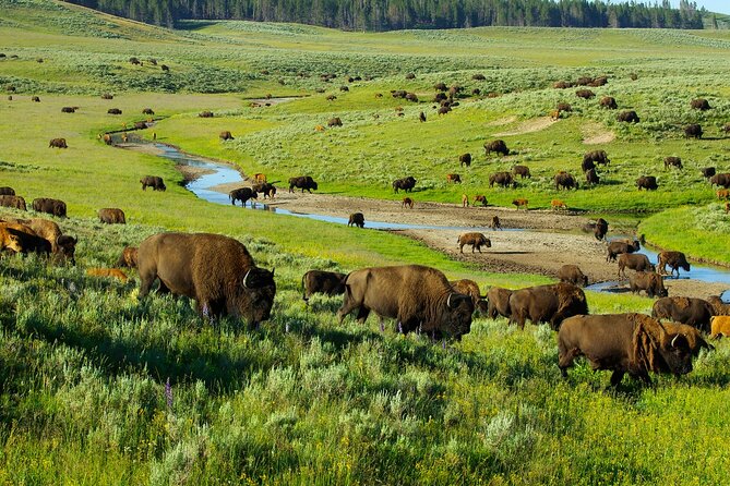 Yellowstone National Park Tour From Jackson Hole - Booking and Cancellation Policy