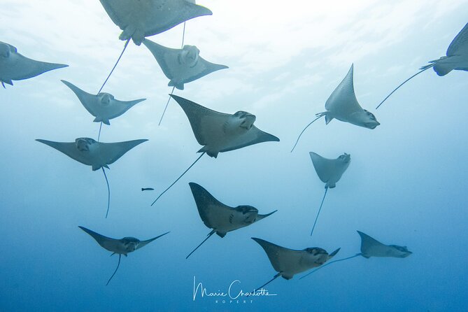 2 Dives in the Morning for Certified Divers in Bora Bora - Logistics and Meeting Details Overview