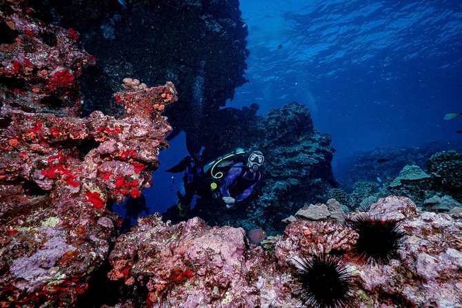 2 Tank Lanai Cathedral Dive - Crew Experience