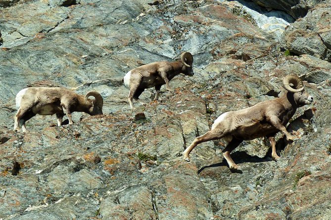 3-Day Rocky Mountains Athabasca Tour From Banff - Wildlife Encounters