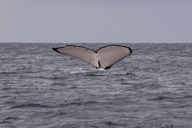 4 Hours of Humpback Whale Watching in Tahiti - Additional Information for Travelers