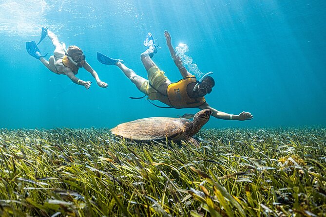 5-In-1 Cancun Snorkeling Tour:Swim With Turtles, Reef, Musa,Shipwreck and Cenote - Logistics