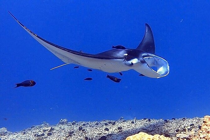 6 Passenger Maximum Manta Ray Night Snorkel in Kailua-Kona, HI - Unforgettable Experiences and Highlights