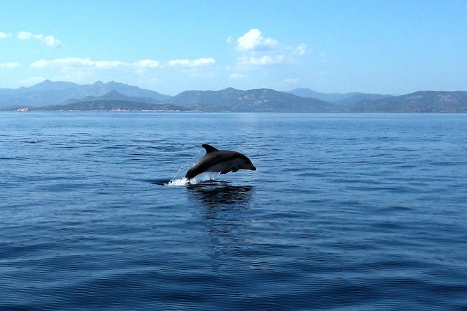 A Half-Day Dolphin-Spotting Cruise in a Rubber Dinghy  - Sardinia - Customer Reviews