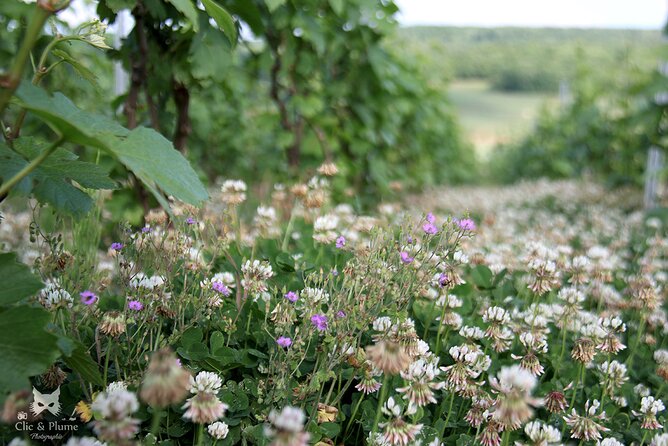 A Unique Sensory Experience in the Vineyards - Food Pairing and Gastronomic Delights