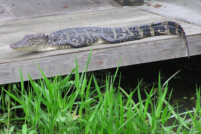 Airboat and Plantations Tour With Gourmet Lunch From New Orleans - Tour Highlights